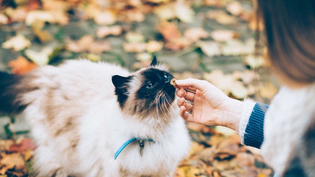 What-You-Should-Know-About-Calming-Cat-Treats-on-successtuff