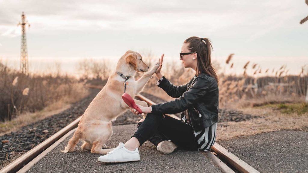 Top-Four-Best-Workouts-You-Can-Do-With-Your-Dog-on-successtuff
