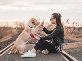 Top-Four-Best-Workouts-You-Can-Do-With-Your-Dog-on-successtuff