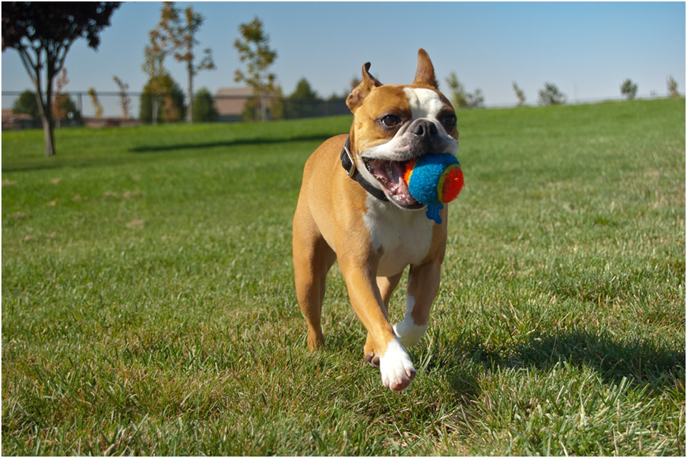 accessories for dogs